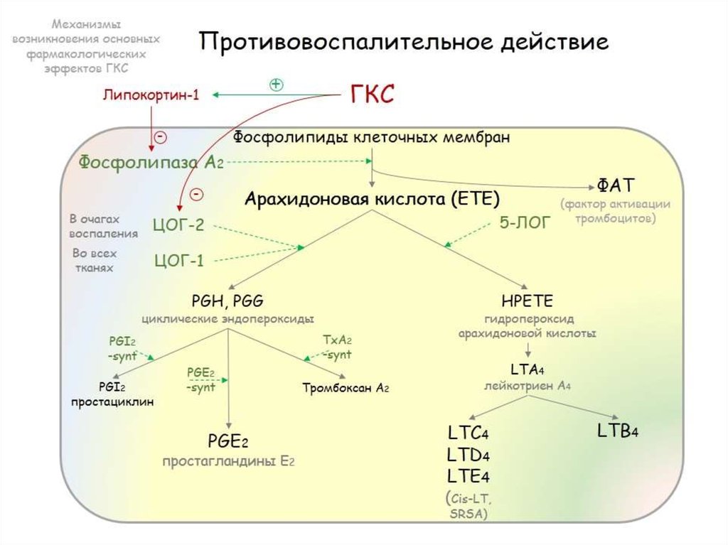 Гкс 3. Механизм действия минералокортикоидов. Липокортин 1. Механизм действия гормональных препаратов. Механизм действия минералокортикоидов фармакология.