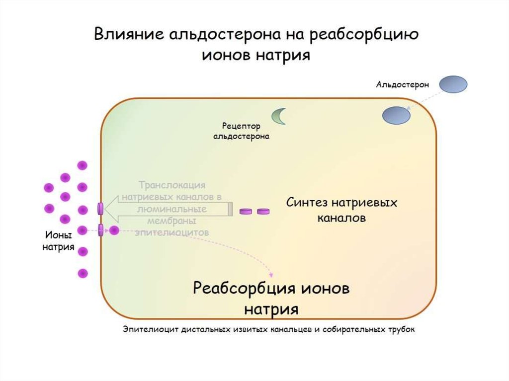 Стероидные гормоны биохимия презентация