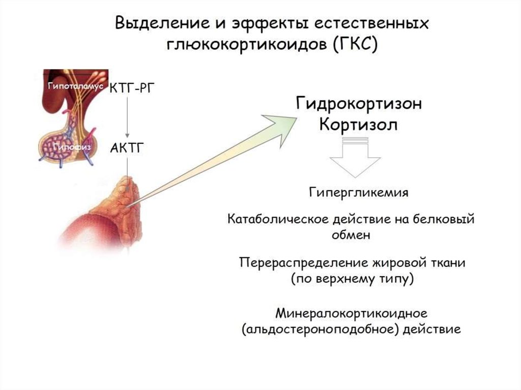 Стероидные гормоны презентация