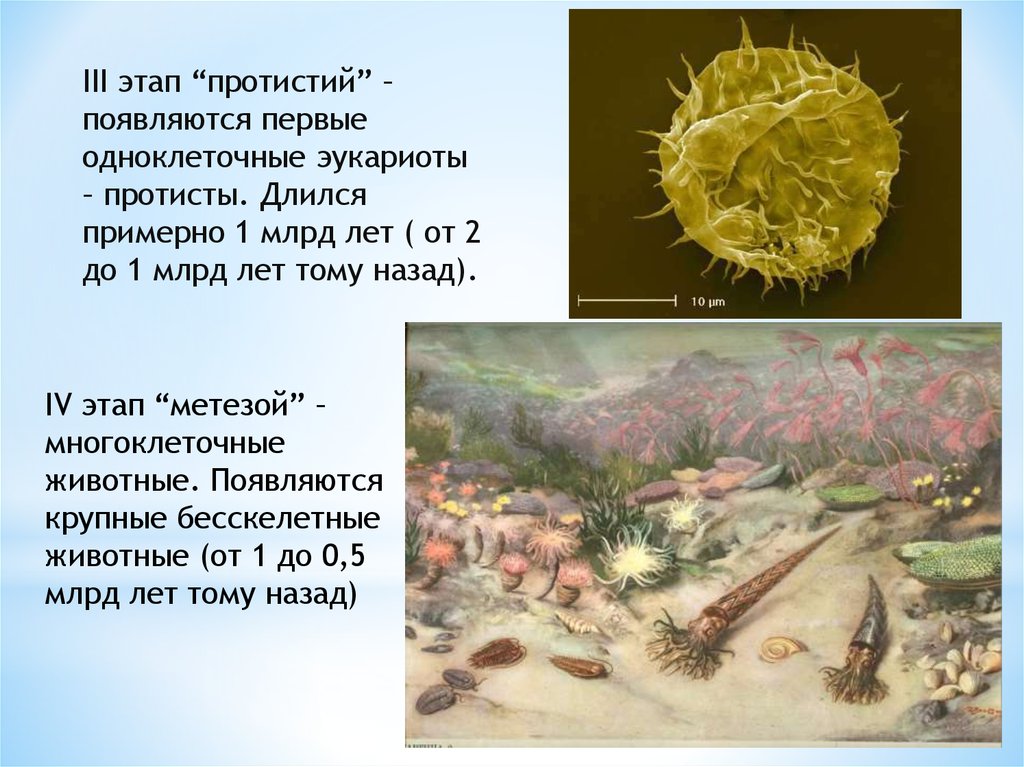 1 появившимися на земле организмы были. Появились первые многоклеточные животные.. Появление первых одноклеточных организмов. Первые многоклеточные организмы. Первые эукариоты.
