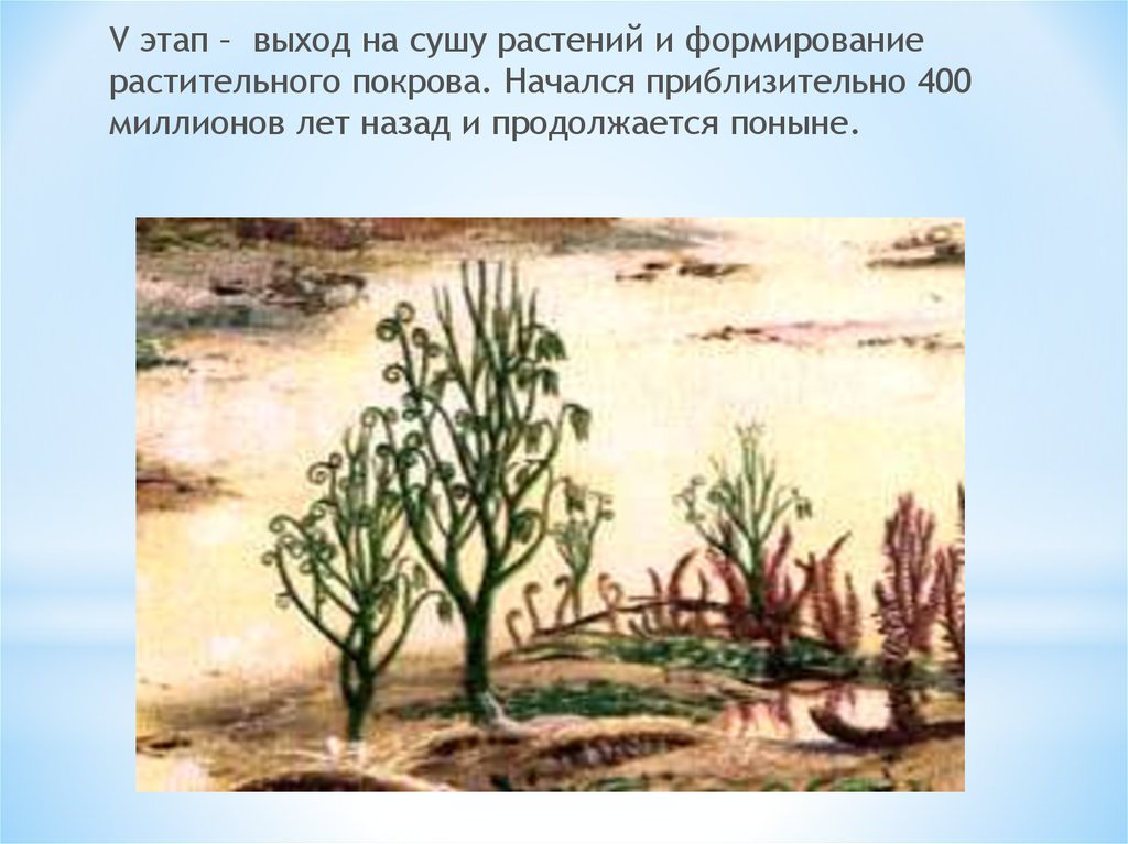 Выход растений на сушу какая эра. Палеозойская Эра псилофиты. Силурийский период псилофиты. Риниофиты Силур. Псилофиты и риниофиты.