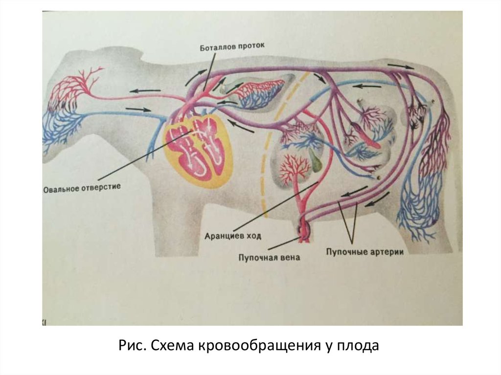 Кровообращение конечностей животных. Кровеносная система коровы анатомия. Кровеносная система анатомия КРС. Кровообращение плода анатомия животных. Кровеносная система коровы схема.