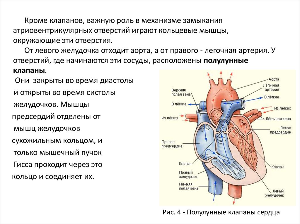 Правый желудочек функции. Функции правого и левого желудочка. Левый и правый желудочек сердца. Желудочки сердца строение и функции.