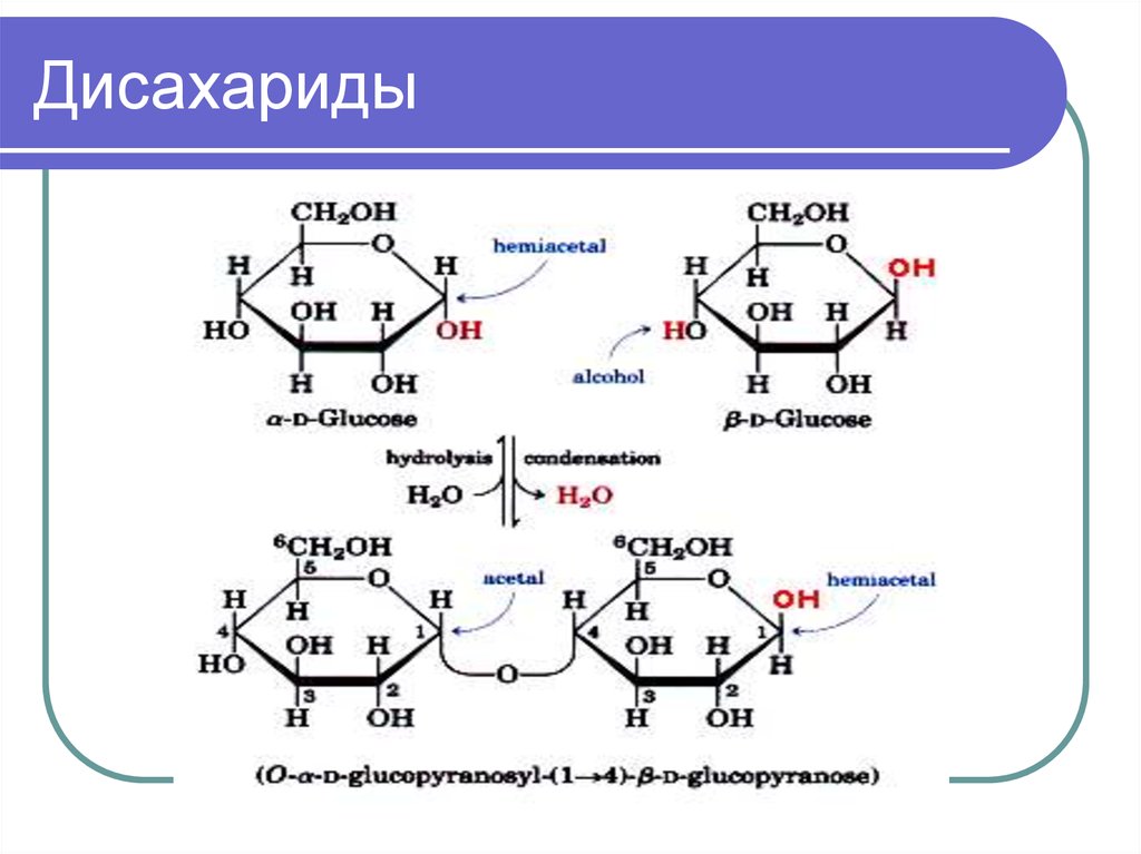 Химические свойства лактозы. Лактоза в глюкозу и галактозу. Дисахарид d-галактозы. Ацилирование трегалозы. Дисахариды формула.