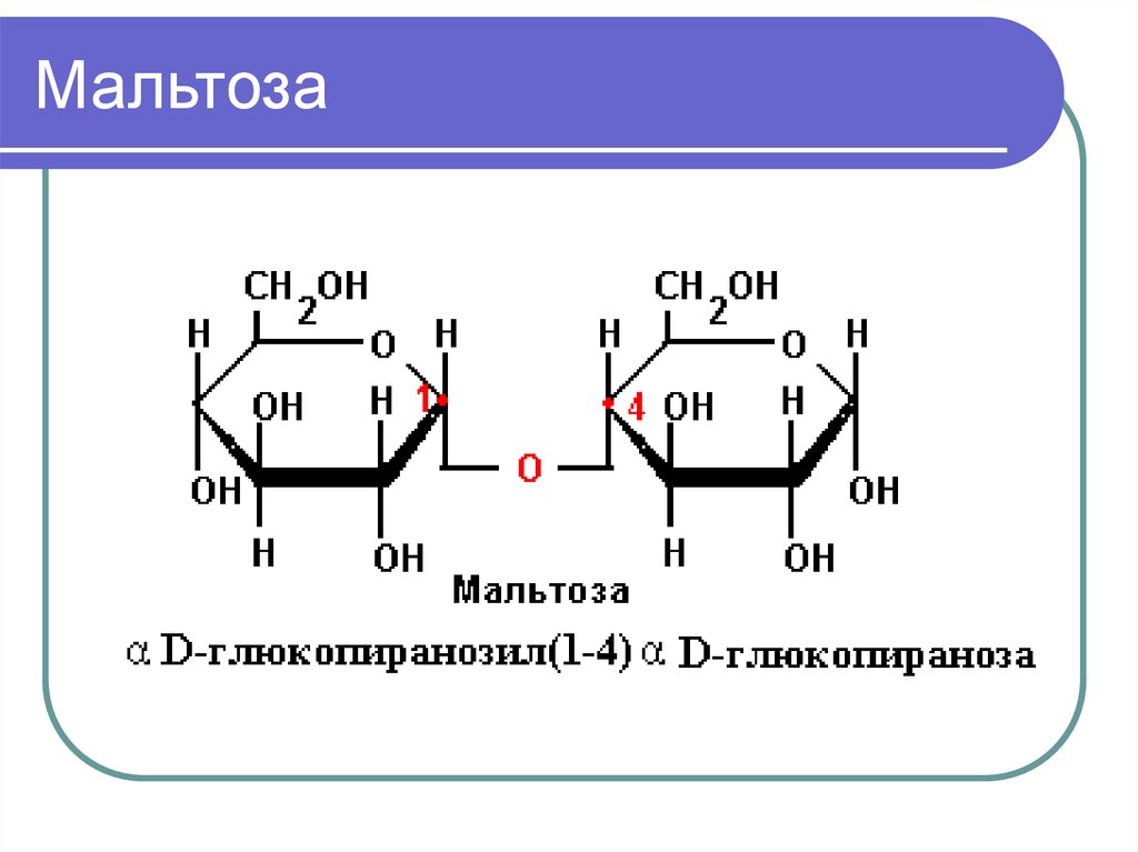 Мальтоза. Строение мальтозы формула. Мальтоза структурная формула. Мальтоза циклическая формула. Мальтоза Хеуорса.