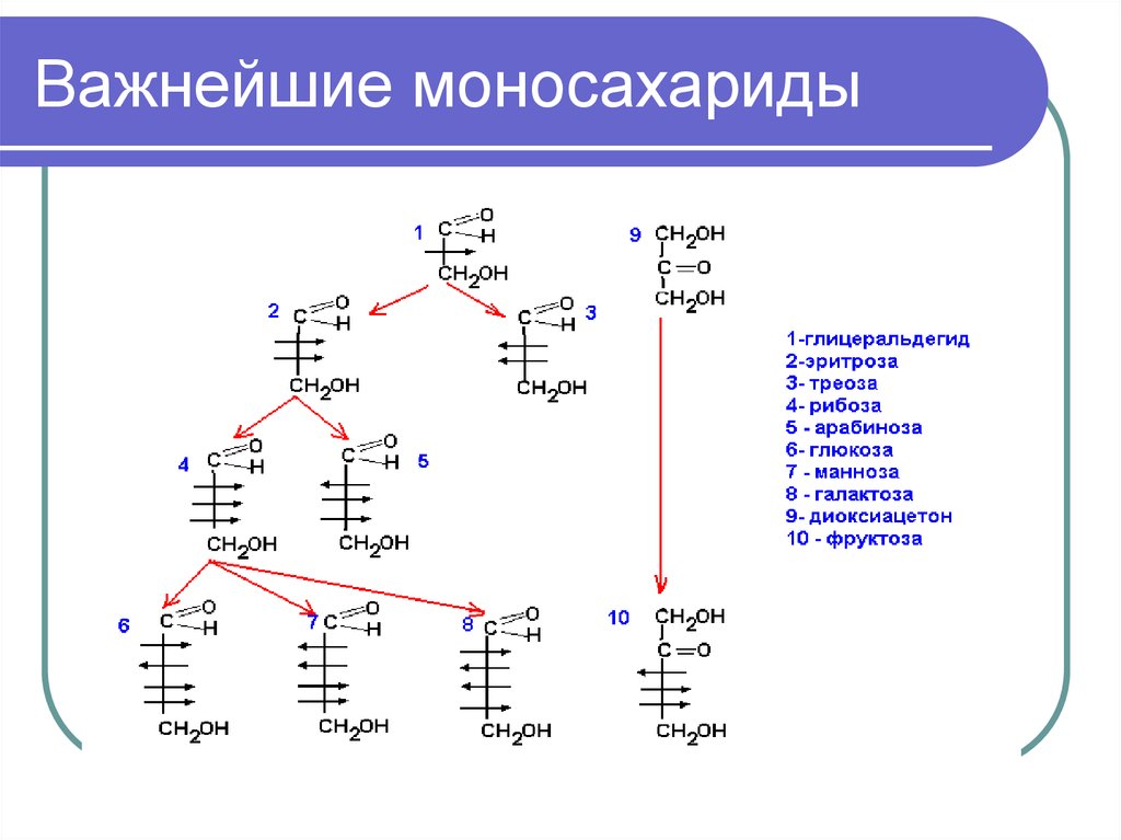 4 глюкоза фруктоза рибоза 1. Формулы углеводов линейные циклические. Химическая структура моносахаридов. Моносахариды строение формула. Важнейшие представители углеводов моносахаридов.