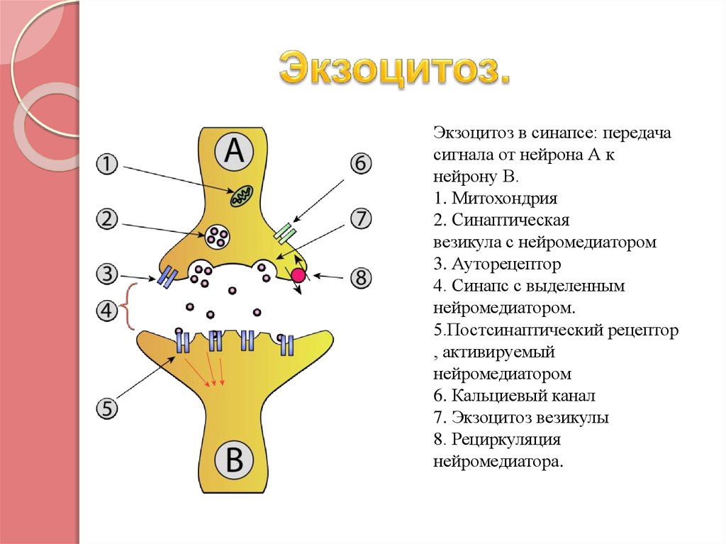 Схема синапса нейромедиаторы. Экзоцитоз нейромедиатора. Нейромедиаторы путем экзоцитоза выбрасываются в синаптическую щель. Везикулы в синапсе. Медиатор выделяется в синаптическую щель.