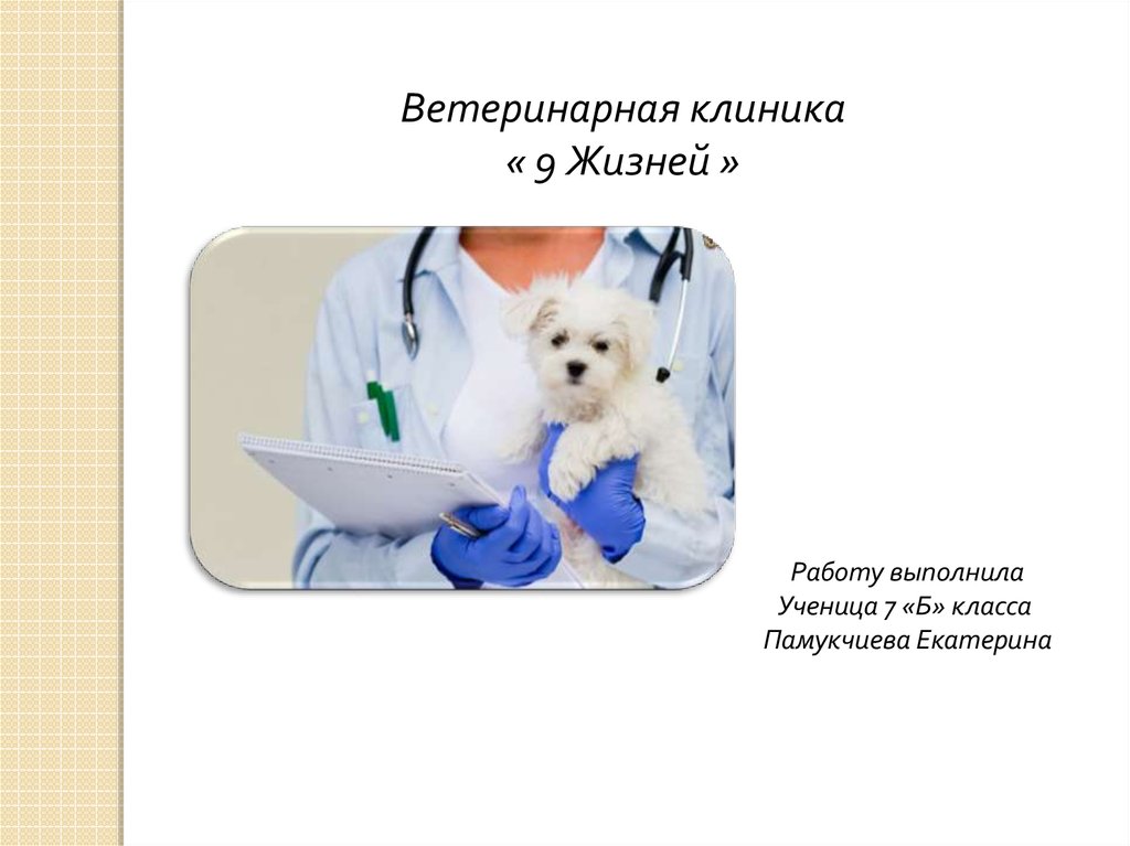 План ветеринарной клиники