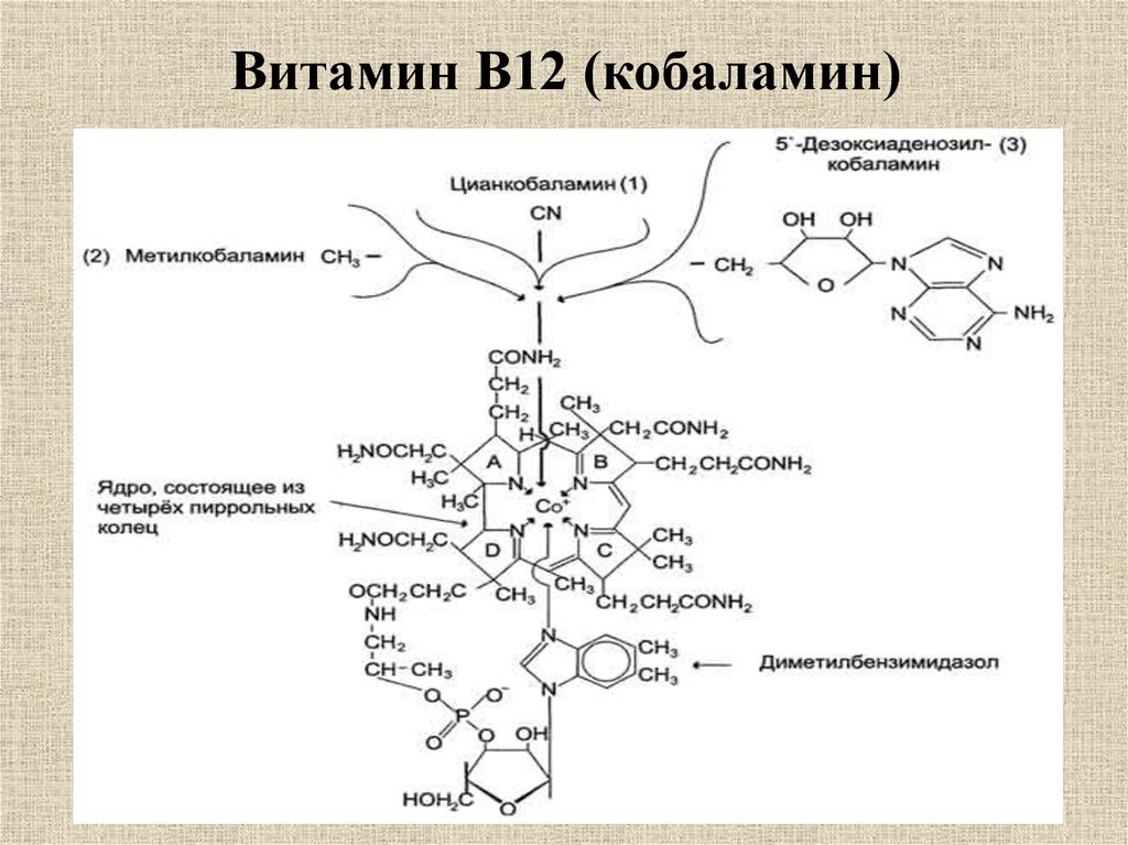 Витамин в12 презентация