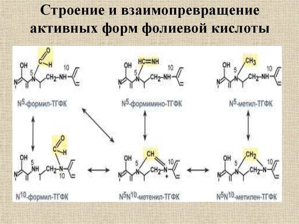 Группа б активная форма. Образование активной формы фолиевой кислоты. Активная форма фолиевой кислоты ТГФК. Синтез фолиевой кислоты схема. Активная форма витамина в9.