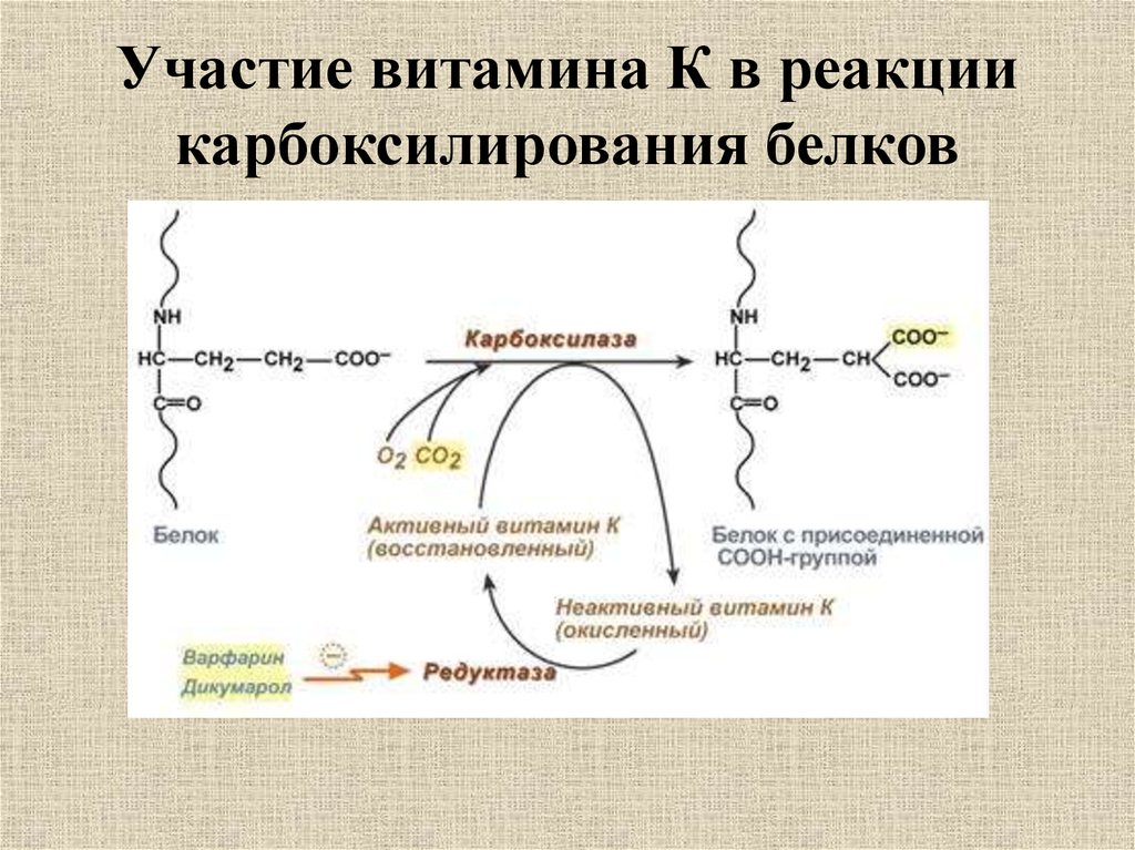 Реакция с участием. Участие витамина к в карбоксилировании. Участие витамина к в реакциях -карбоксилирования белков. Участие витамина к в реакциях γ-карбоксилирования белков. Витамин к зависимая карбоксилаза.