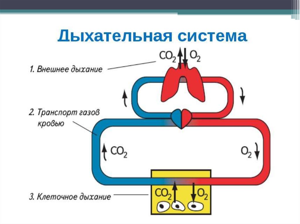 Какой процесс изображен на рисунке превращение венозной крови в артериальную