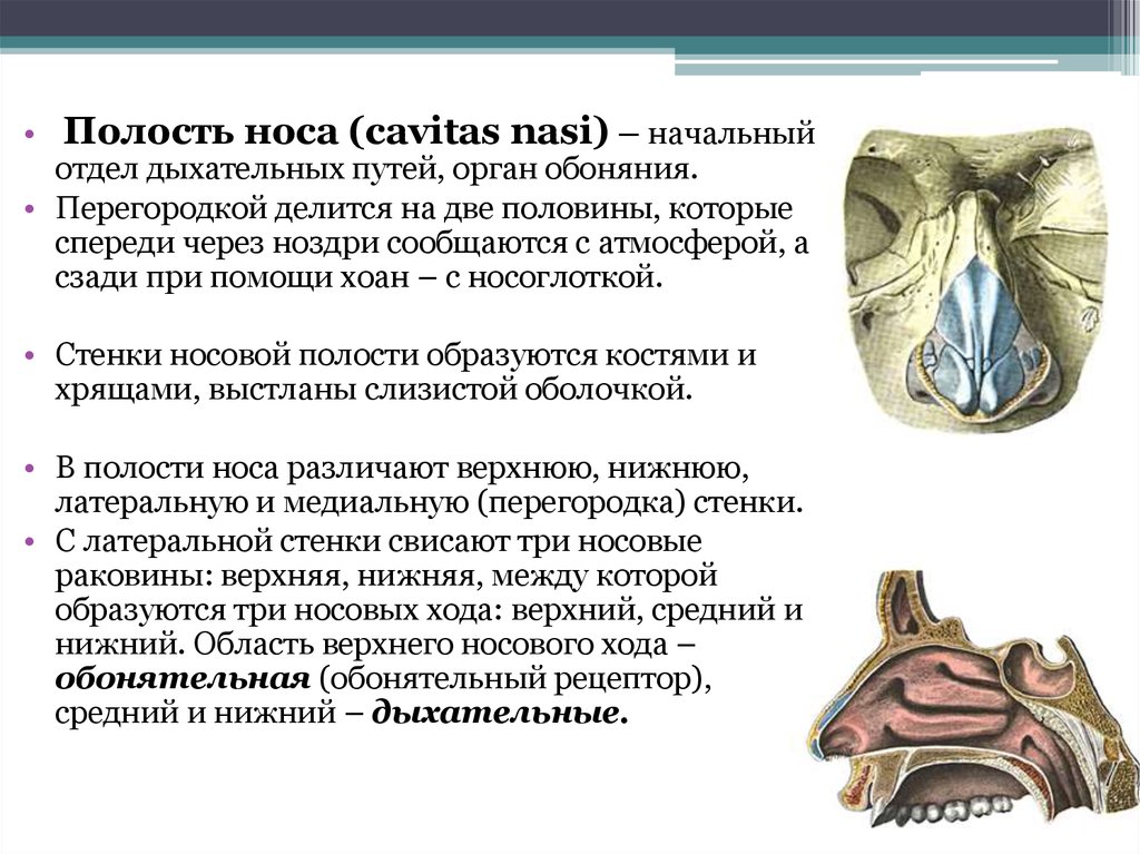 Верхние ходы. Полость носа ноздри Хоан. Полость носа сообщается. Полость носа делится на. Начальный отдел носовой полости.