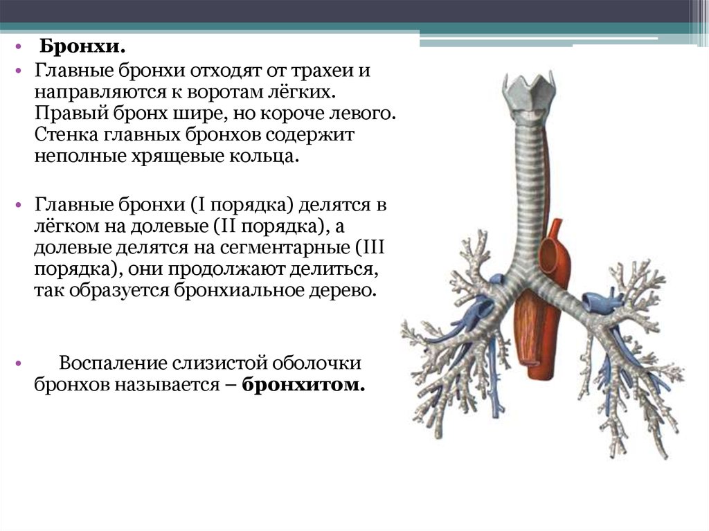 Каковы особенности строения трахеи. Правый главный бронх анатомия. Главные бронхи. Трахея и главные бронхи анатомия. Бронхи правый и левый.