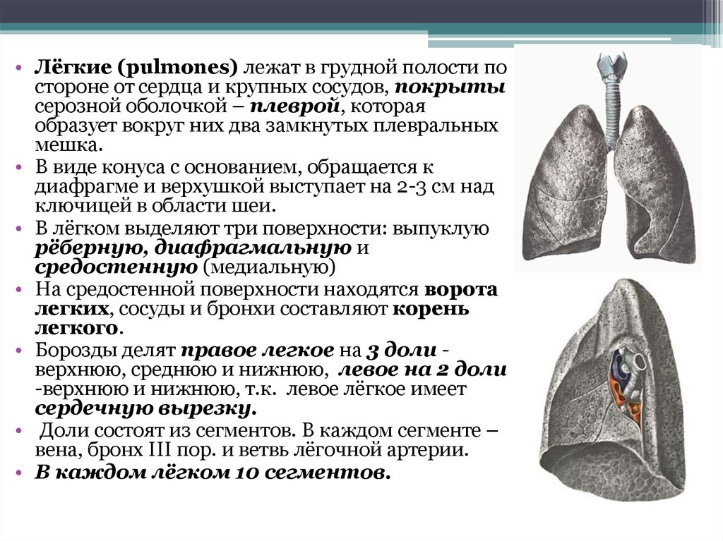 В правом левом легком. Доли легких. Доля легкого состоит из. Левое легкое. Доли правого лёгкого.