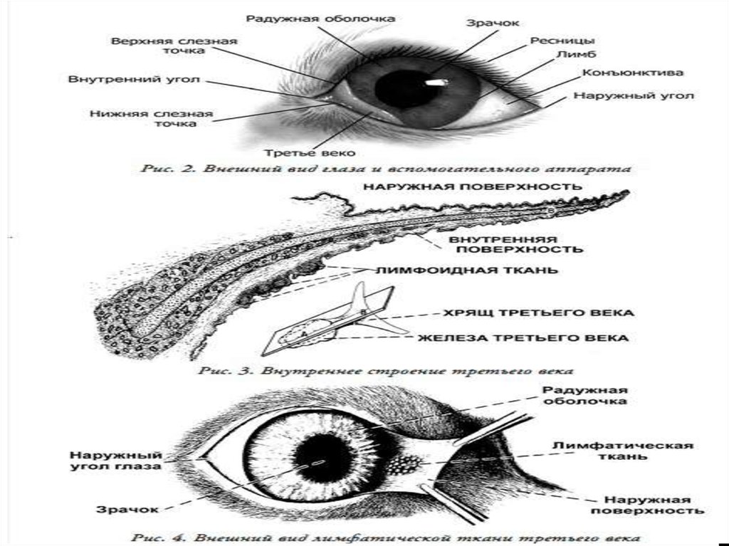 Eye corner. Внешний уголок глаза. Внешний угол глаза. Наружный угол глаза анатомия.