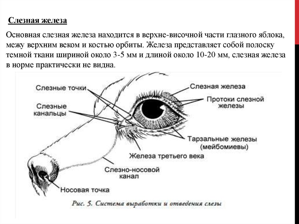 Функции слезной железы глаза. Иннервация слезной железы. Строение слезной железы. Строение век- мейбомиевы железы. Строение глаза слезная железа.