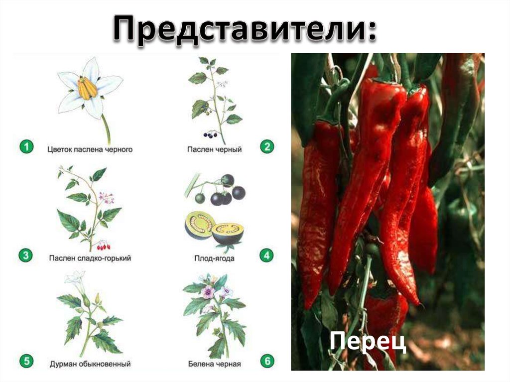 Строение перца болгарского