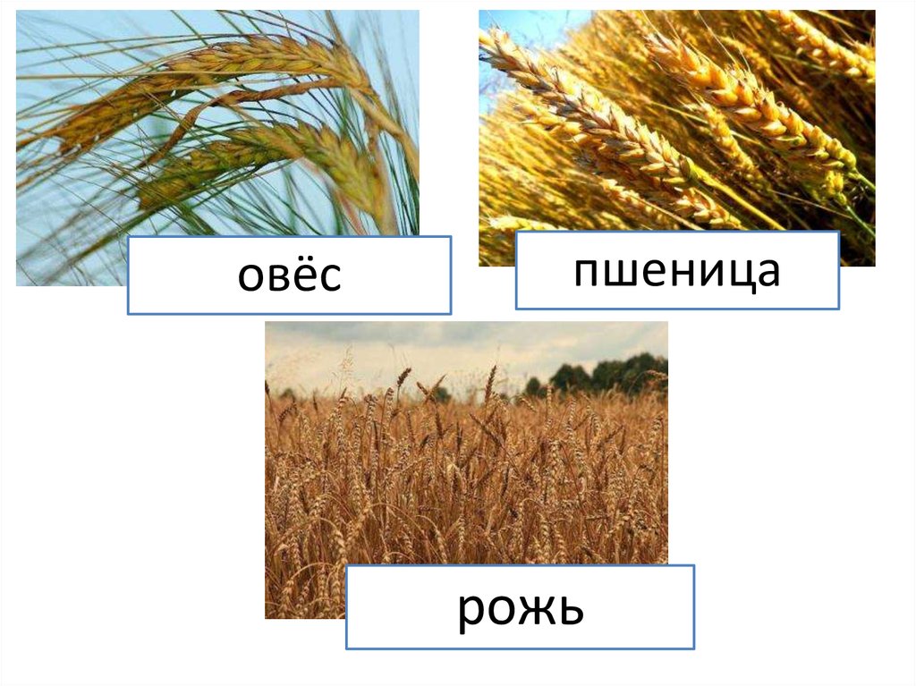 Пшеница это однодольное или двудольное. Овес однодольное. Пшеница однодольное или двудольное растение. Рожь и пшеница. Рожь однодольное растение.