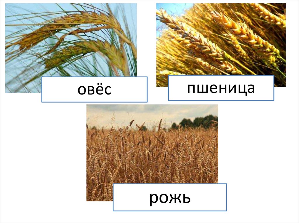 Как выглядит пшеница и рожь. Пшеница однодольное или двудольное растение. Рожь и пшеница. Рожь однодольное растение. Овес двудольное.