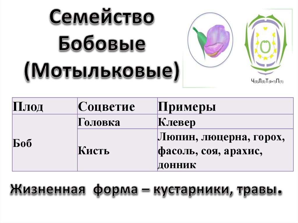 Диаграммы семейств. Семейство Мотыльковые бобовые. Характеристика семейства Мотыльковые. Жизненные формы бобовых растений. Соцветие цветка семейства Мотыльковые.