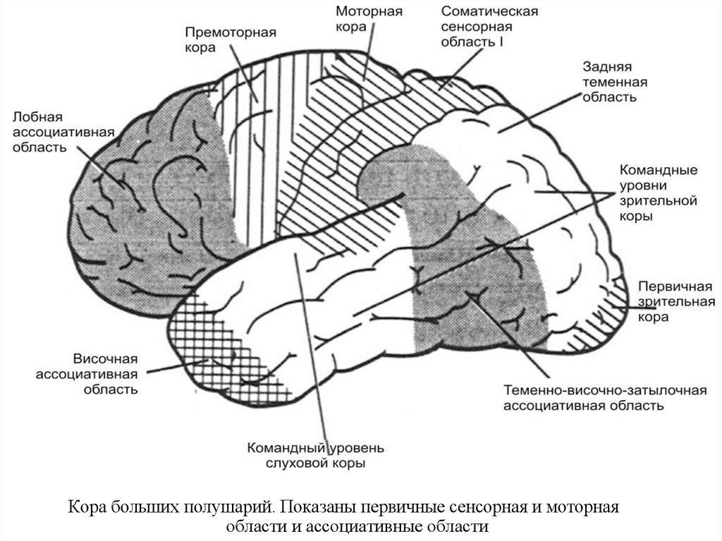 Двигательная зона головного мозга. Премоторная область коры больших полушарий. Первичные проекционные зоны сенсорной коры. Премоторная зона коры головного мозга функции.