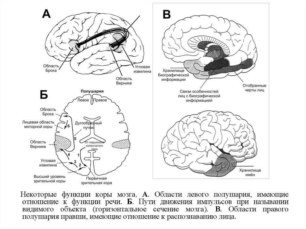 Левая гемисфера головного мозга. Схема центра Брока и Вернике. Центры второй сигнальной системы в коре головного мозга. Анализаторы 1 и 2 сигнальных систем коры головного мозга. Вторая сигнальная система отделы мозга.