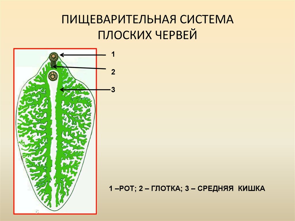 Плоские черви рисунки