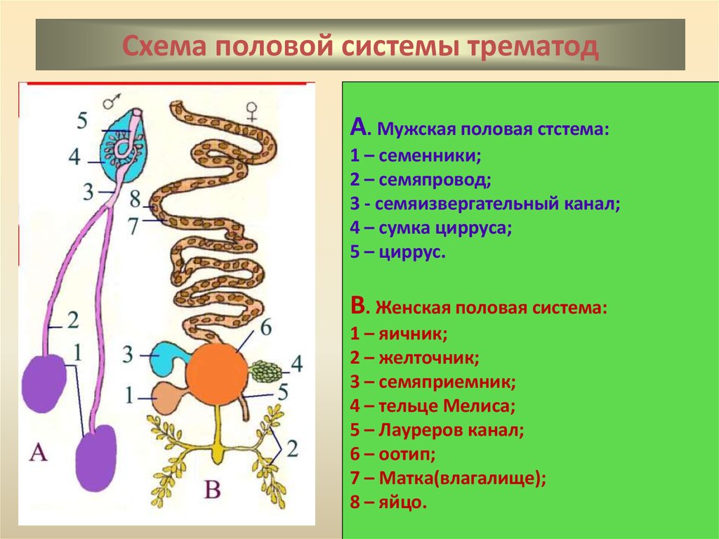 Мужская половая система. Схема строения половой системы трематод. Схема строения полового аппарата трематод. Мужская половая система трематод. Строение половой системы сосальщиков.