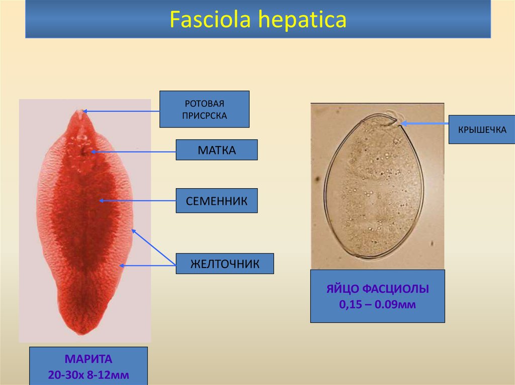 Систематика сосальщиков. Fasciola hepatica яйца строение. Марита Fasciola hepatica строение. Печеночный сосальщик фасциола. Марита печёночногго сосальщика.