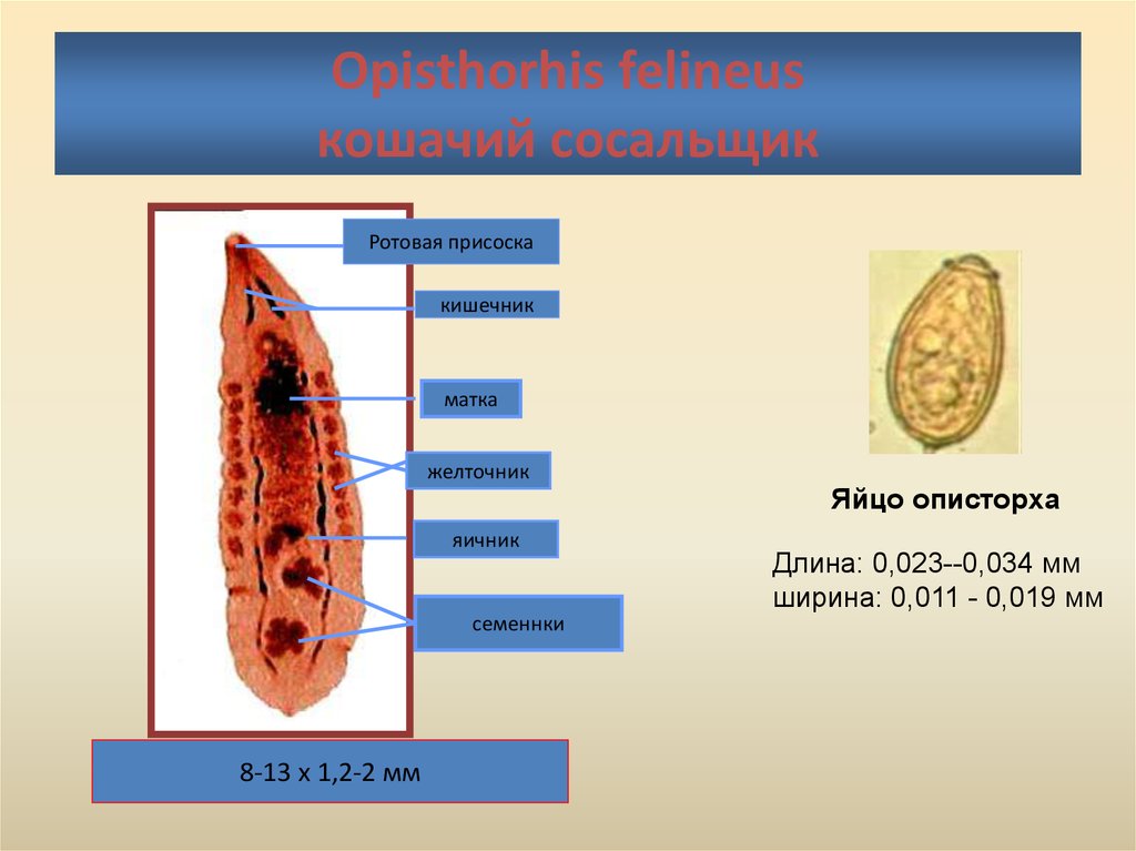 Яйца сосальщиков. Кишечник кошачьего сосальщика. Opisthorchis felineus яйца. Яйца Opisthorchis felineus рисунок. Марита кошачьего сосальщика.