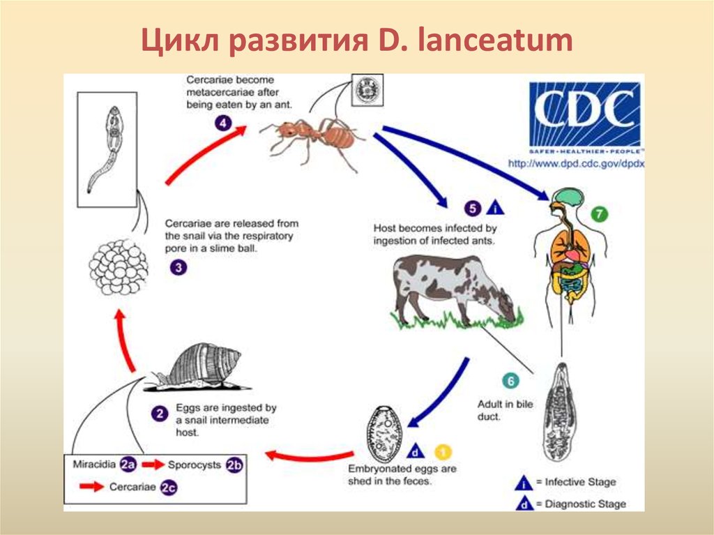 27 циклов. Дикроцелиум ланцеатум жизненный цикл. Жизненный цикл ланцетовидной двуустки схема. Жизненный цикл ланцетовидного сосальщика таблица. Dicrocoelium lanceatum цикл развития.