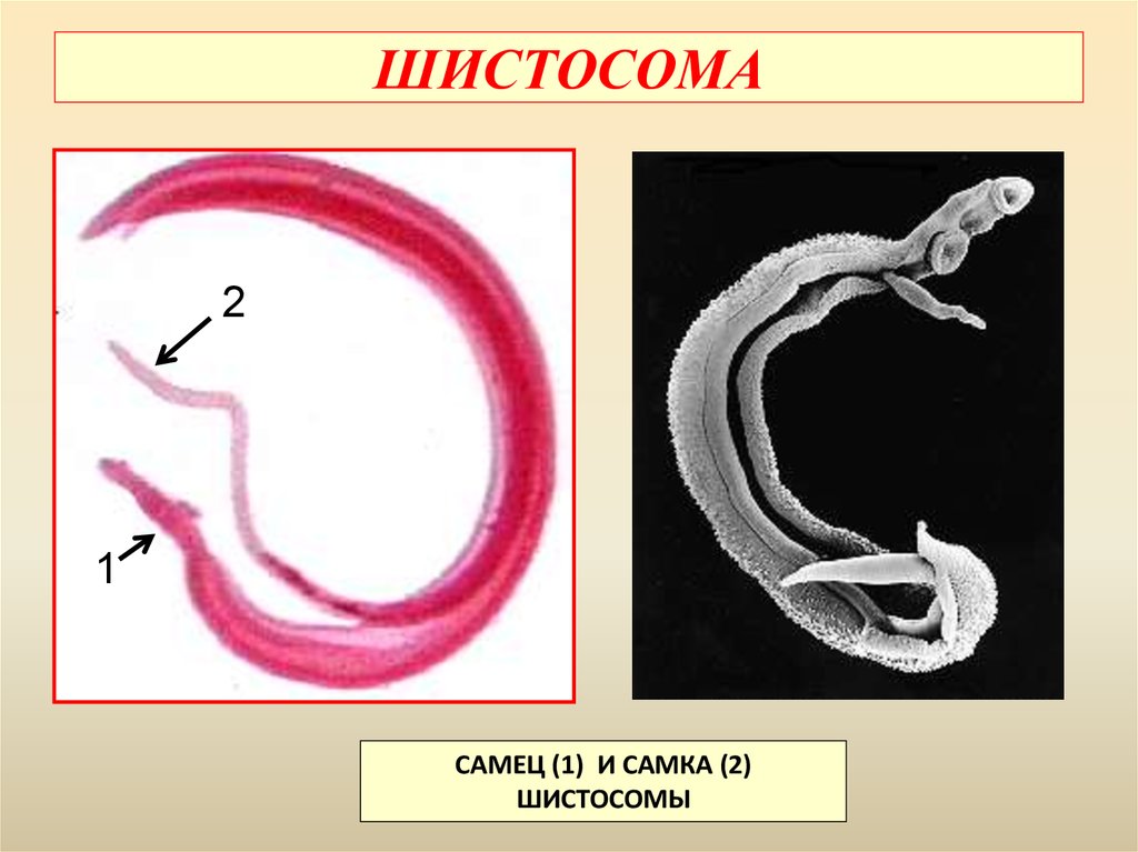 Шистосома. Шистосома женская особь. Кровяная шистосома строение. Шистосома мужская и женская особь. Строение шистосомы кровяной.