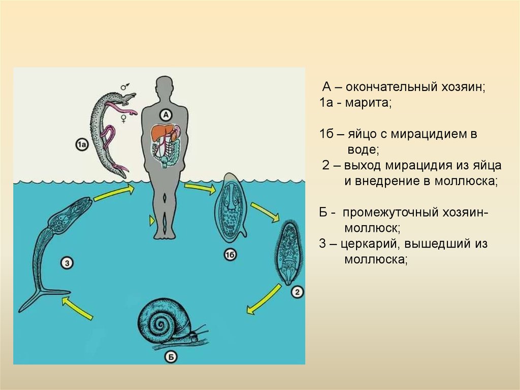 Жизненный цикл шистосомы схема