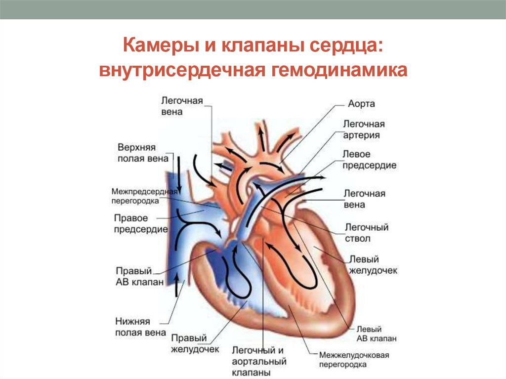Внутрисердечная гемодинамика. Строение сердца с клапанами схема. Строение клапанов сердца анатомия. Строение сердца камеры и клапаны. Функции клапанов сердца человека анатомия.