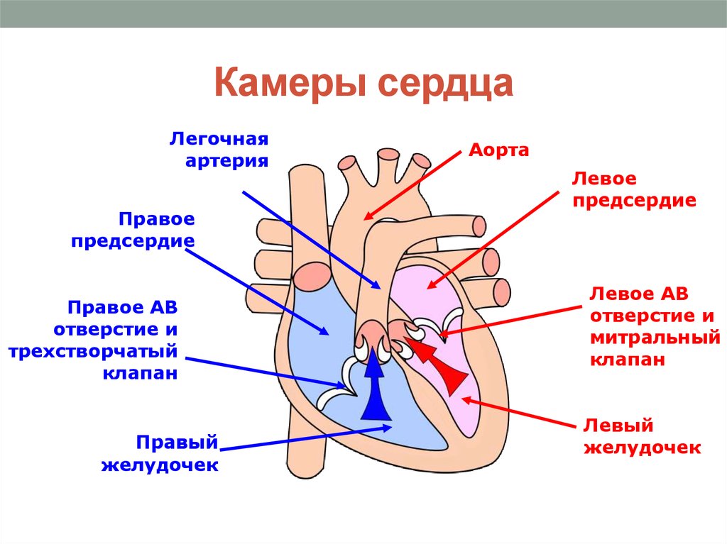 Правое предсердие отделено от правого желудочка. Строение сердца. Камеры сердца. Клапаны сердца. Схема строения сердца клапаны сердца. Схема строения сердца человека камеры и клапаны. Строение сердца с клапанами схема.