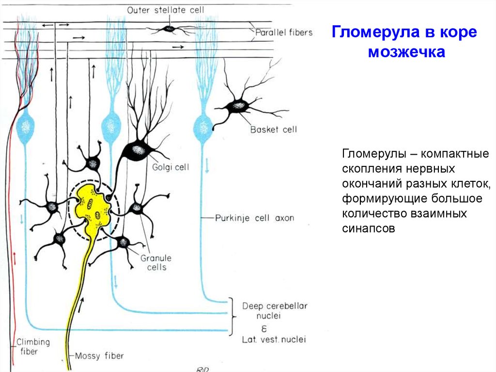 Схема основных межнейронных связей мозжечка