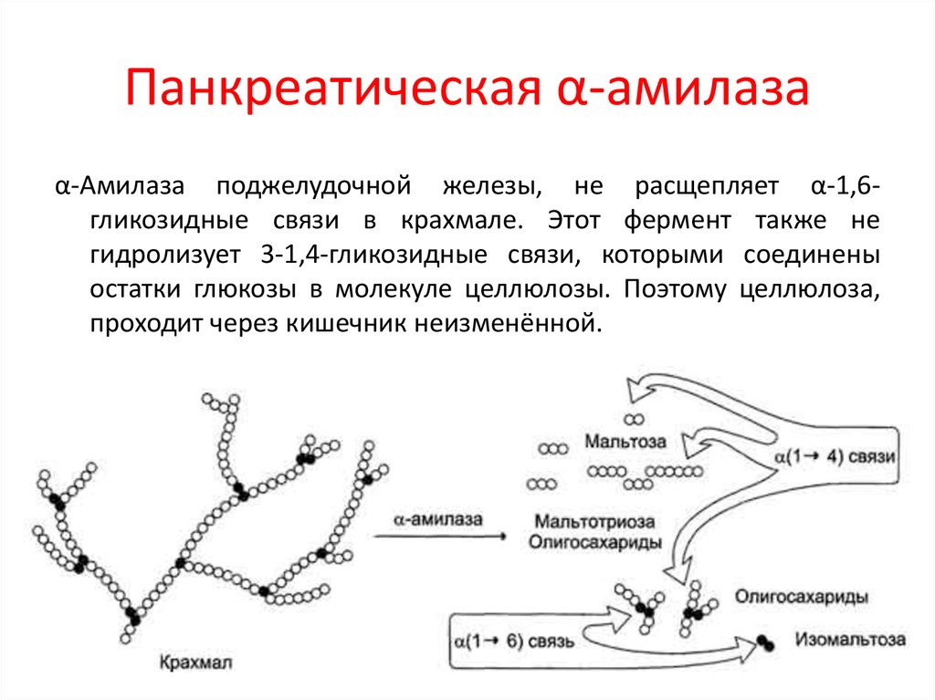 Схема переваривания крахмала