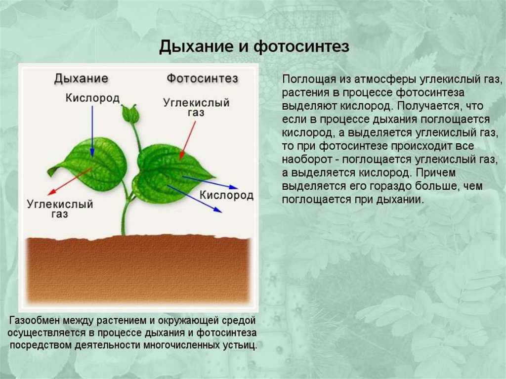 Вода при фотосинтезе и дыхании. Воздушное питание растений фотосинтез. Схема фотосинтеза и дыхания растений. Что поглощают растения при фотосинтезе. Процесс дыхания растений.