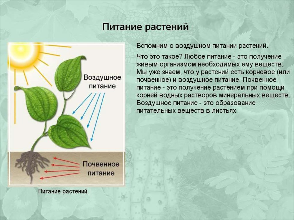 Обмен веществ минеральное питание. Воздушное питание растений фотосинтез. Почвенное и воздушное питание растений 6 класс. Что такое воздушное питание растений биология 6. Воздушное и Корневое питание растений.
