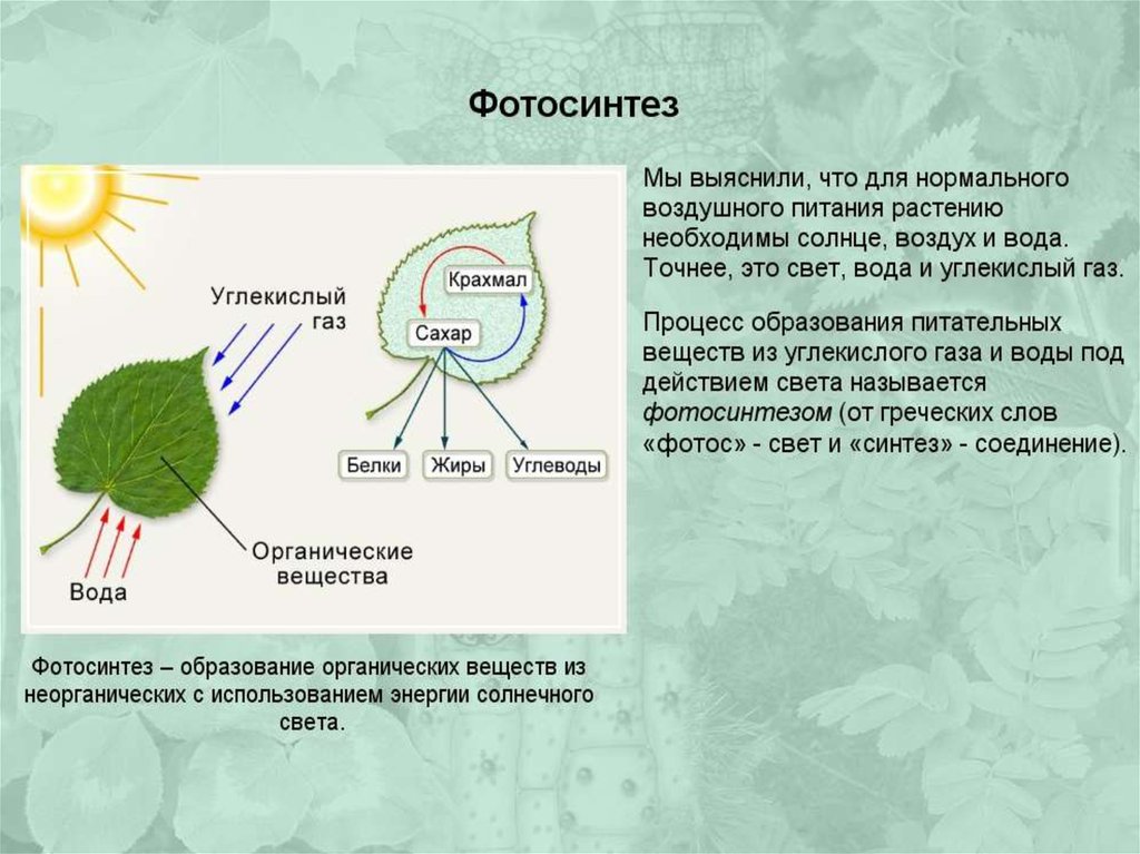 Часть растения необходимая для фотосинтеза. Что такое воздушное питание растений биология 6. 5. Воздушное питание, фотосинтез.