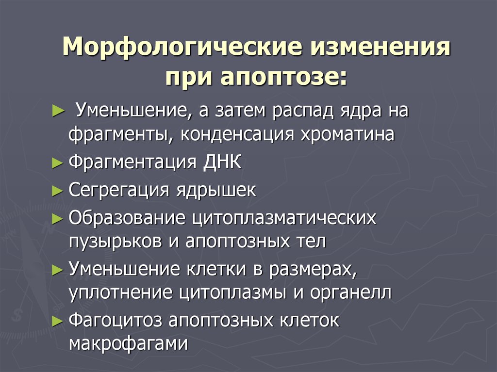 Морфологические изменения клеток