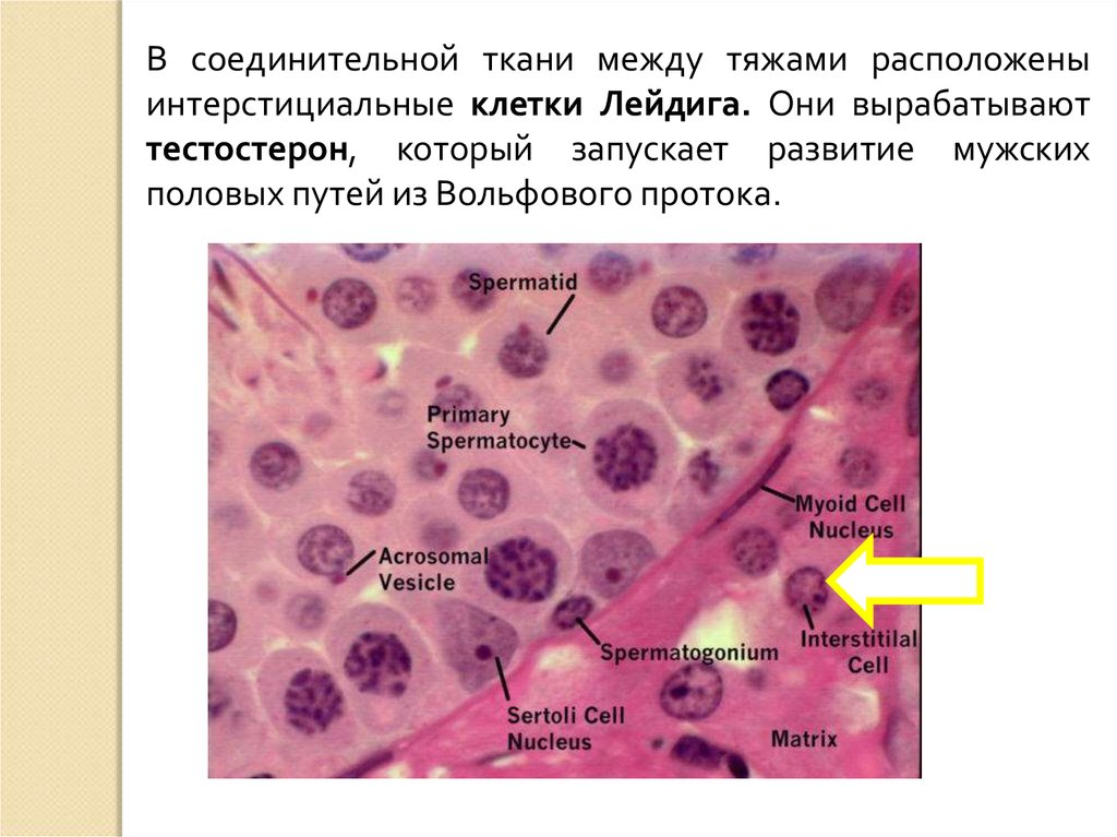 Клетки соединительной ткани. Клетки Лейдига вырабатывают гормон. Клетки Лейдига находятся в строме. Клетки Лейдига и Сертоли функции. Клетки Лейдига гистология.