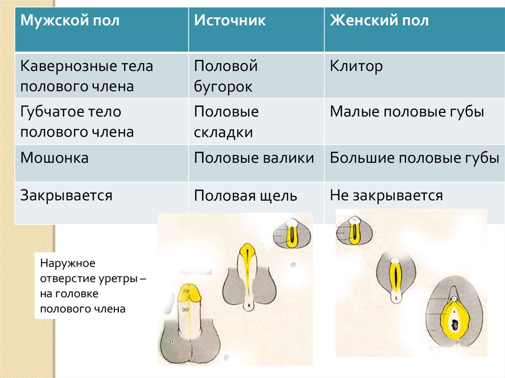 Презентация на тему половые органы