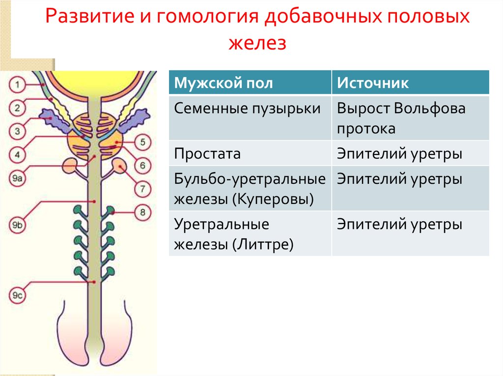 Развитие желез. Мужская половая система отделы уретры. Семенные пузырьки являются добавочными половыми железами. Гомология внутренних половых органов. Верхние и нижние отделы половой системы.