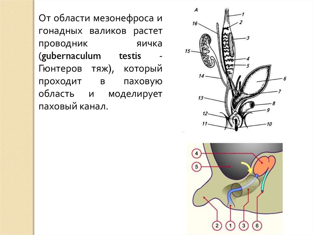 Половые органы живые. Процесс опускания яичка. Процесс опускания яичка анатомия. Опускание яичка топографическая анатомия.