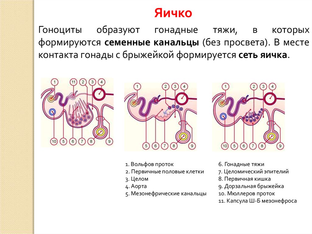 Половая система человека презентация