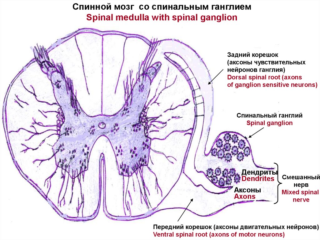 Спинной мозг гистология рисунок