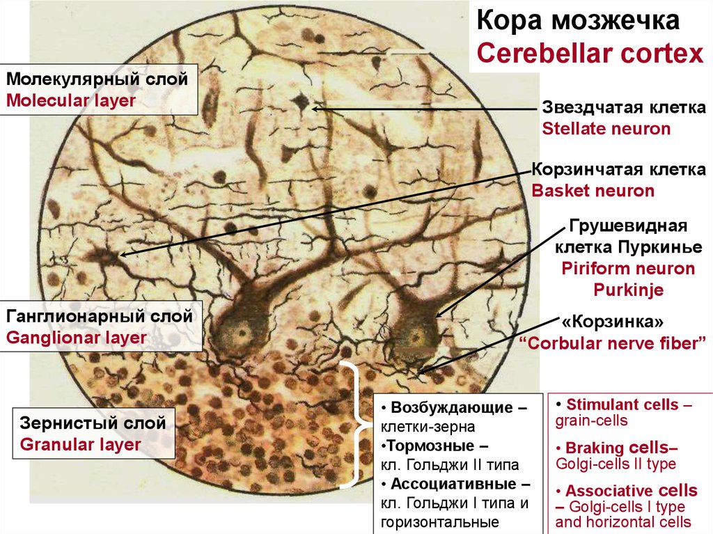 Слои клеток головного мозга. Зернистый слой коры мозжечка. Строение коры мозжечка гистология. Мозжечок импрегнация серебром гистология. Клетки зернистого слоя мозжечка.