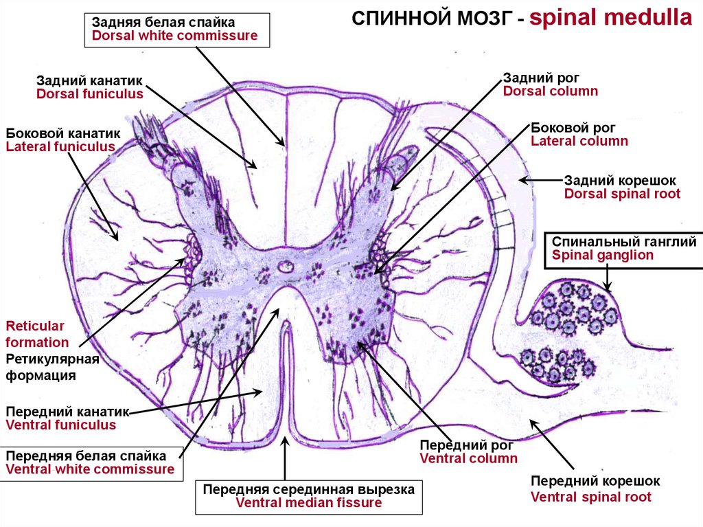 Поперечный срез спинного мозга рисунок гистология